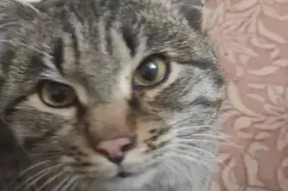 Кошка найдена в Ангарске, ул. 11.