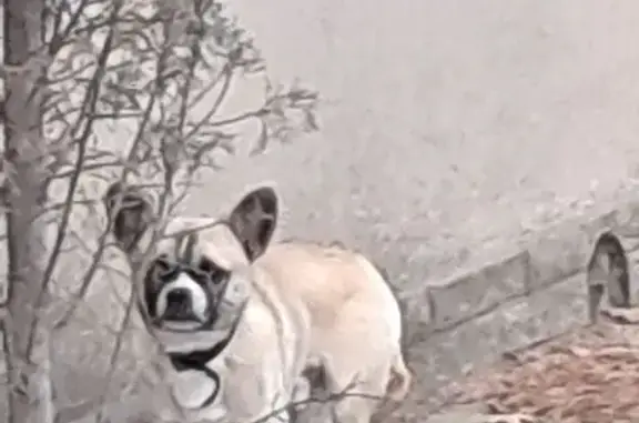 Собака найдена на ул. Войкова, Ялта