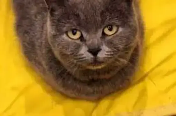 Найдена кошка, Ростов-на-Дону, фото: Кошка найдена, 2-я Каменная, Ростов-на-Дону