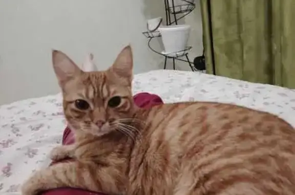 Пропала кошка на Тарасовской, 15, Королёв