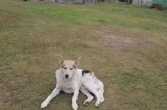 Найдена собака, Псковская область, фото: Найдена собака в Невеле, Псковская область