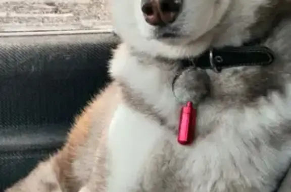 Собаки потеряшки, Санкт-Петербург, фото: Потеряшка хаски, Тепловозная ул., СПб