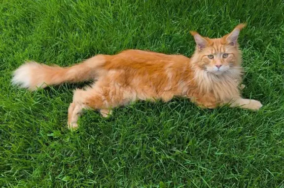 Кошки потеряшки, , фото: Потеряшка рыжий мейнкун, Радужная ул., 1