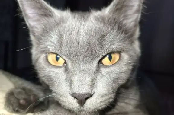 Пропала кошка, ул. Пирогова, Алатырь