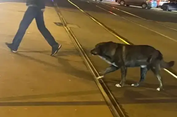 Найдена собака, Санкт-Петербург, фото: Пёс найден: пр. Маршала Жукова, 24, СПб