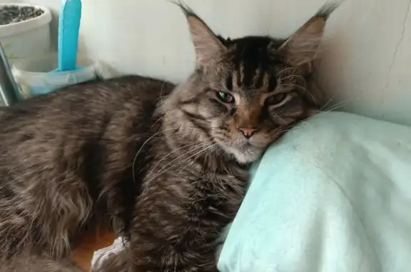 Кошки потеряшки, Череповец, фото: Потеряшка кошка, Клубный проезд 17, Череповец