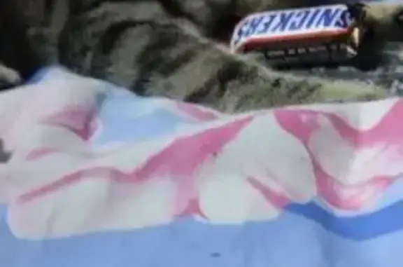 Объявления о пропавших и найденных животных, Кудымкар, фото: Пропала кошка, ул. Крупской 28, Кудымкар