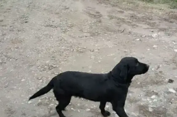 Найдена собака, Успенка, фото: Найдена собака, Барачная ул., 1, Успенка