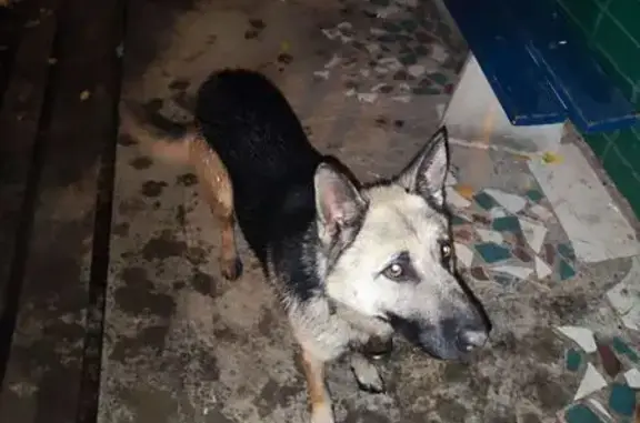 Найдена молодая овчарка, Тула, Металлургов 1