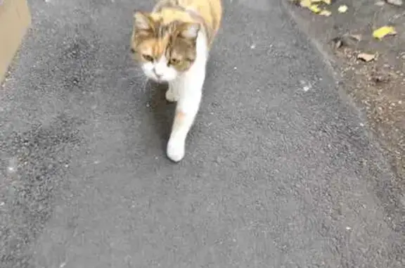 Найдена кошка, Краснодар, фото: Трехцветная кошка найдена на Волгоградской, 139/1
