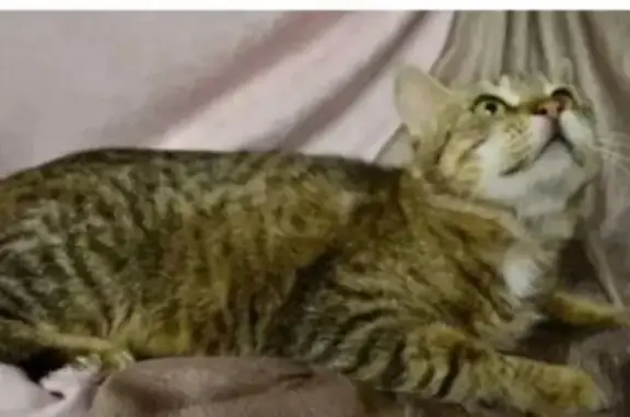 Кошки потеряшки, Михайловск, фото: Потеряшка кошка, ул. Ишкова, 101, Михайловск