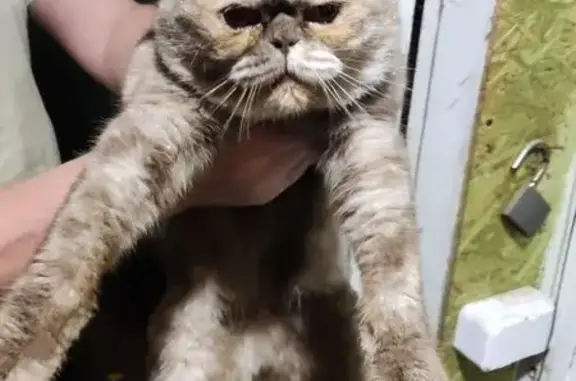 Кошка найдена: 0-я Линия, Орёл