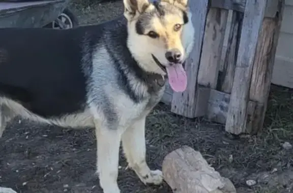 Пропала собака, озеро Сакулино, Новокуйбышевск