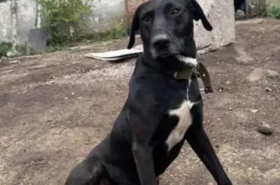 Пропала собака, ул. Чкалова, Фонтаны