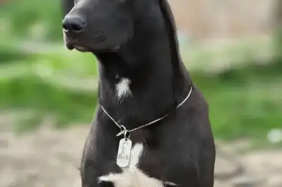 Собаки потеряшки, Разумное, фото: Потеряшка собака, Разумное, Бельгина 11А