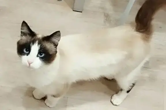 Найдена кошка, Ижевск, фото: Кошка найдена: ул. Барышникова, 61Т, Ижевск