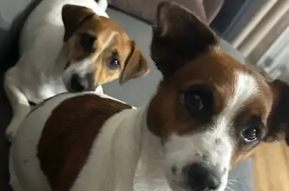 Собаки потеряшки, Владимирская область, фото: Потеряшкаи собаки в Мелехово, Владимирская обл.