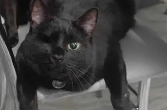 Пропала кошка, Свердловская область 1