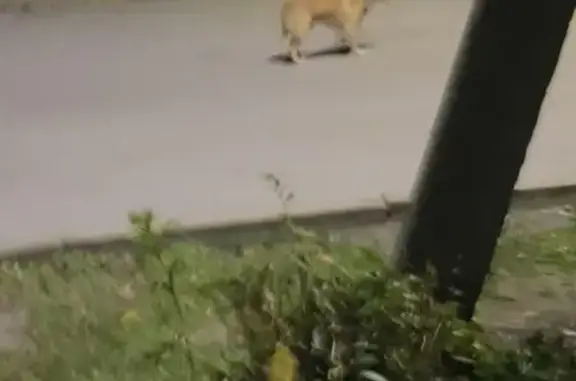 Рыжая собака с ошейником на Глинки, 95