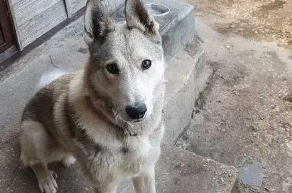 Пропала лайка Грей, Бородинский пр-д, Тольятти