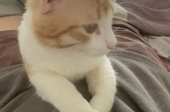 Пропала кошка, Луговая ул., Ильинское