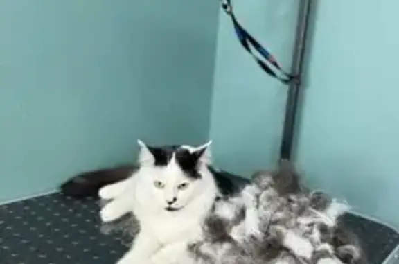 Кошки потеряшки, Майкоп, фото: Потеряшка кошка, ул. Ветеранов 263, Майкоп