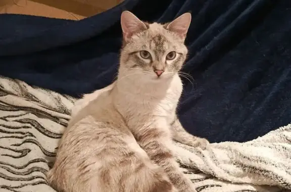 Пропала кошка, Берёзовая ул., 7, ВНИИССОК