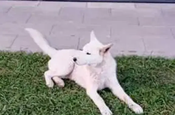 Найдена собака, Фёдоровское городское поселение, фото: Собака найдена: Центр. ул, 13, Фёдоровское