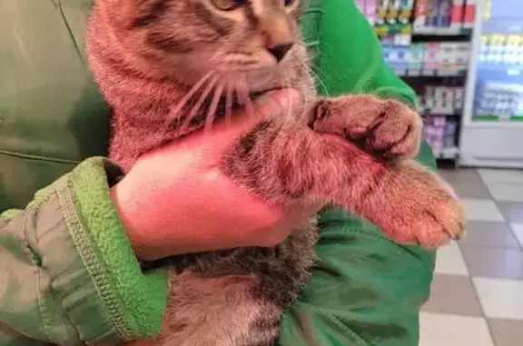 Найденные животные Улан-Удэ, фото: Кошка найдена: ул. Павлова, 5, Улан-Удэ