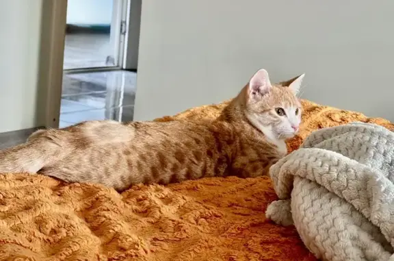 Пропала кошка на Ленина, 89/1, Прохладный