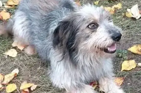 Найдена собака, Сердобск, фото: Найдена собака, Комсомольская 95Б, Сердобск