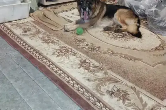 Овчарка найдена у Мелькомбината, Тула