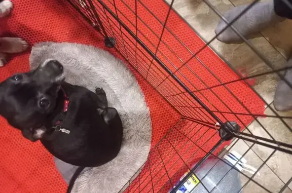 Пропала собака, ул. Голзицкого 113