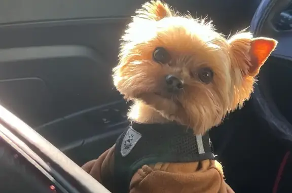 Собаки потеряшки, Тюмень, фото: Потеряшка светлая собака, ул. Солнечная, Тюмень