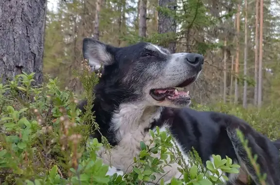 Собаки потеряшки, Петрозаводск, фото: Потеряшка собака, Мичуринская 48, Петрозаводск