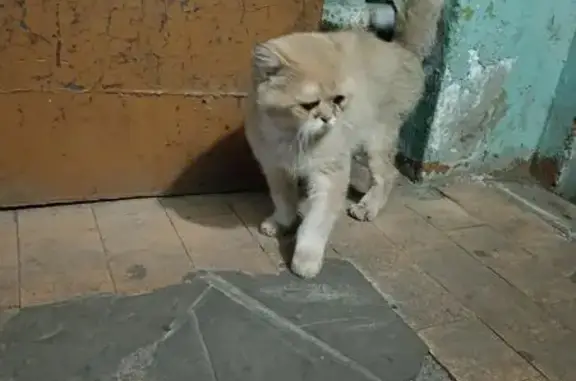 Кошка найдена: пр. Фрунзе, 55, Ярославль