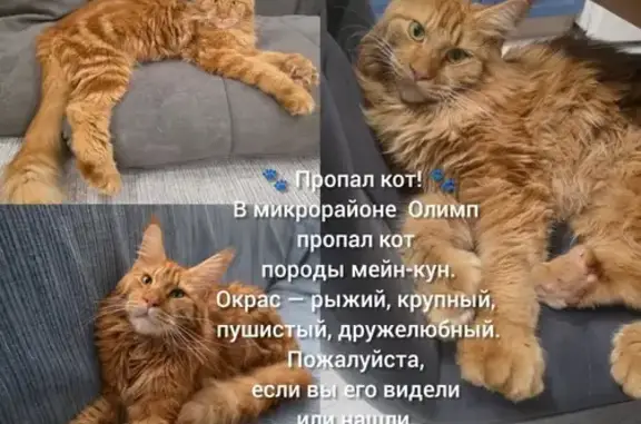 Пропала рыжая кошка в Лермонтове