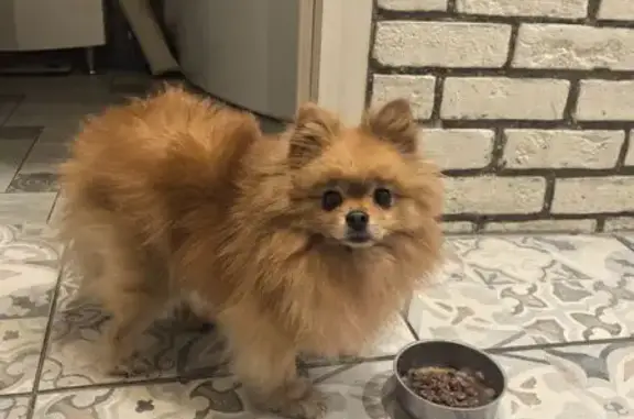 Найдена собака: Ярцевская ул., 4 к2, Москва