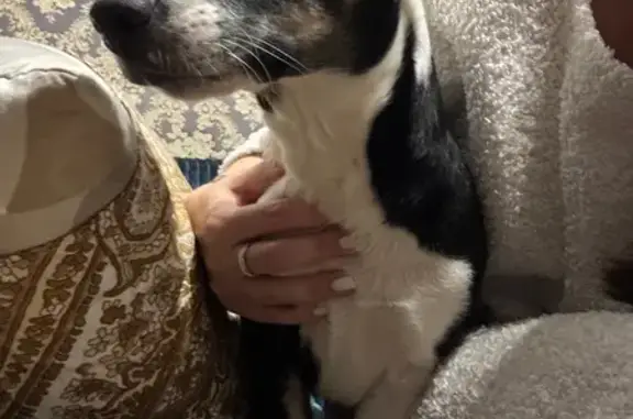 Собака найдена у Карла Маркса, 175Б, Тамбов