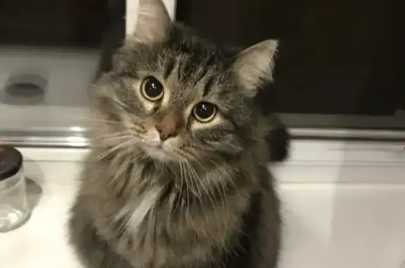 Кошки потеряшки, Москва, фото: Потеряшка кошка на Жигулёнкова, 25 к2, Москва