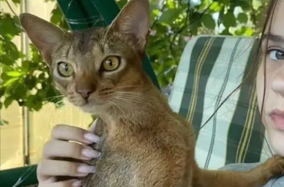 Кошки потеряшки, Тульская область, фото: Потеряшка кошка, Малаховское с/п, Тула