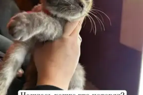 Найденные животные Губкин, фото: Кошка найдена: пер. Горняков, 3, Губкин