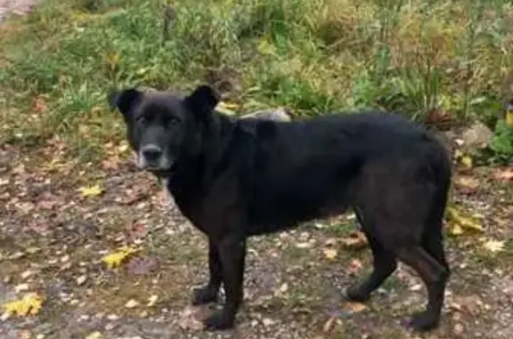 Найдена собака, Тульская область, фото: Найдена собака в Кутепово, Тульская обл.