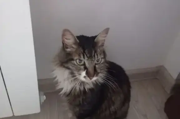 Найдена кошка, ул. Гагарина, 42, Самара