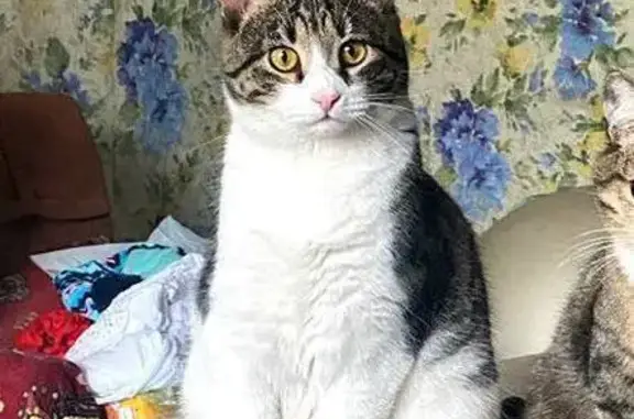 Пропала кошка, Тула, Максима Горького 37