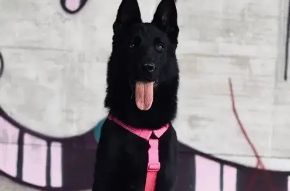 Пропала собака, Уфа, ул. Мира 62