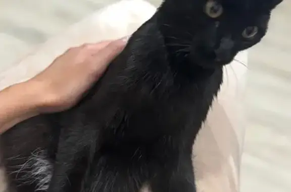 Найдена кошка, Самара, фото: Кошка найдена: Николаевский пр., Придорожный