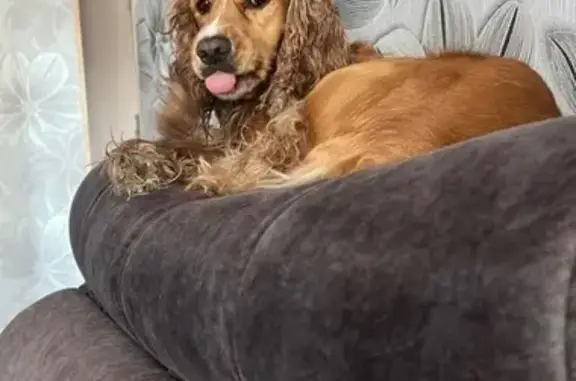 Пропала собака, Прохладный, КБР