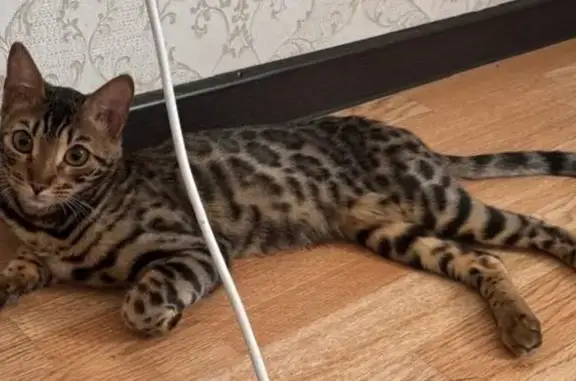 Кошки потеряшки, Астана, фото: Потеряшка кошка, ул. Уали Халифа, 3в