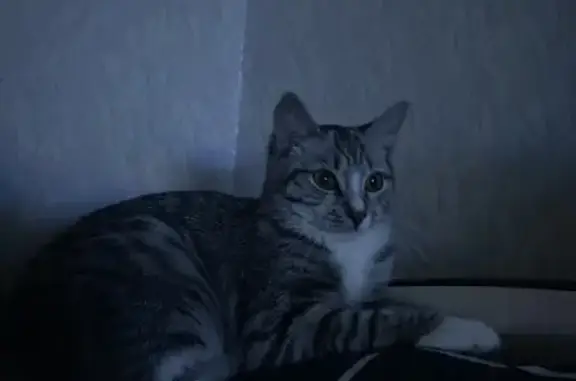 Пропала кошка, пр. Ленина 63, Стерлитамак